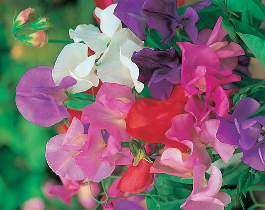 Sweet Pea Giant Waved Mixed Seeds