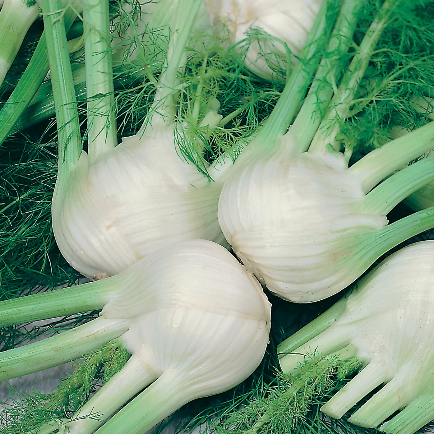 Mr FothergillsDavid Domoney (Florence) Chiarino Fennel Seeds