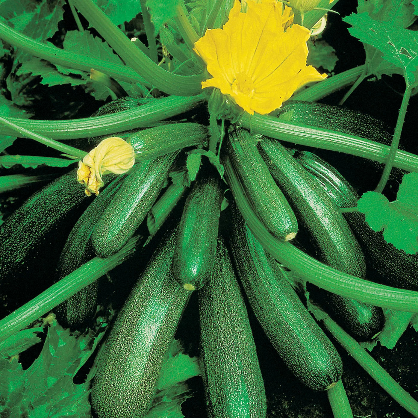 Mr Fothergills David Domoney Midnight F1 Courgette Seeds